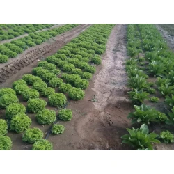 Vita Organic / Вита Органик - Органична птича /пилешка/ тор с БИО Сертификат от CERES Германия на пелети 25кг